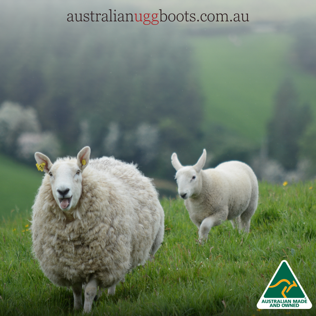 Fluffy sheep in a paddock